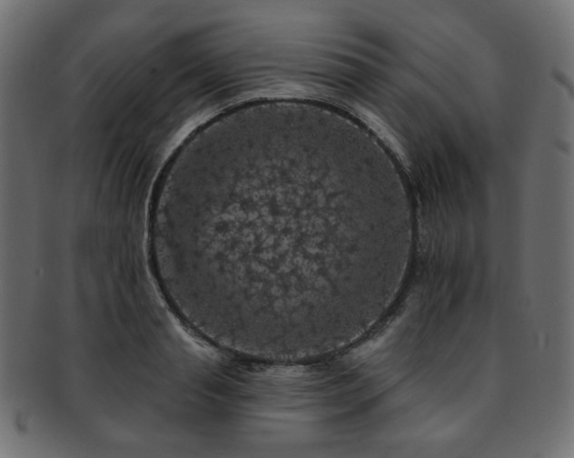 X0000093130845200709261346