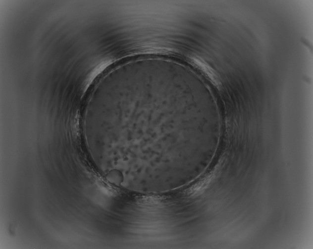 X0000093130875200709261346