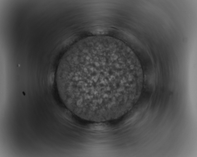 X0000093130652200710031352