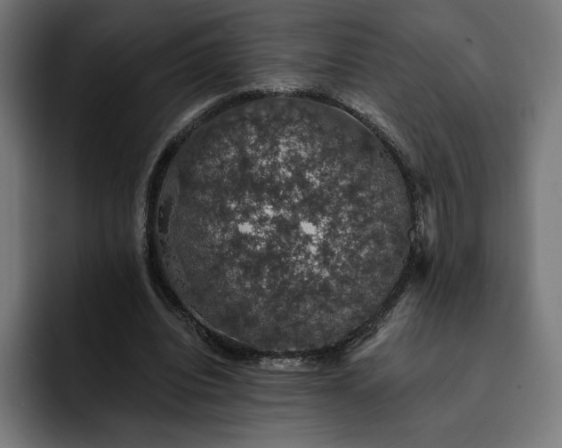 X0000093130440200710101102