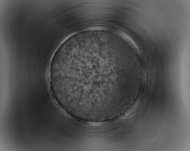 X0000093130852200710101058