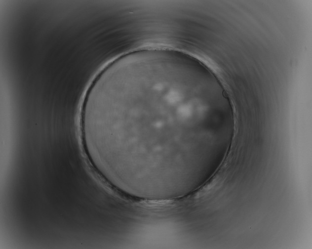 X0000093130864200710101058