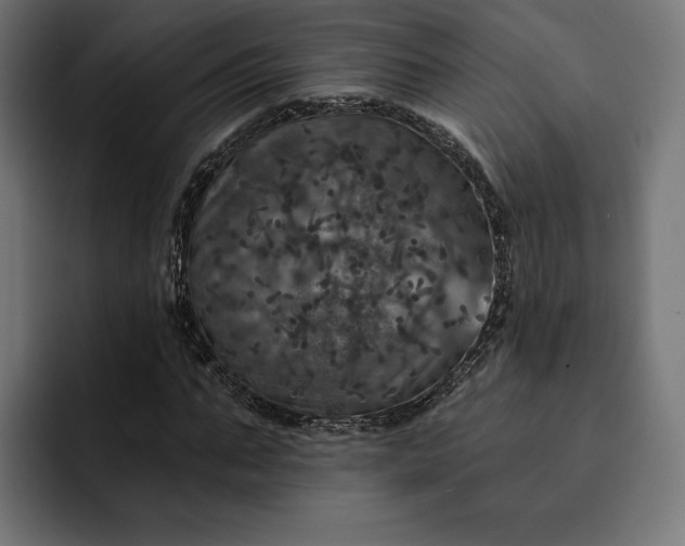 X0000093130871200710101057