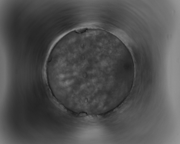 X0000093130960200710101057