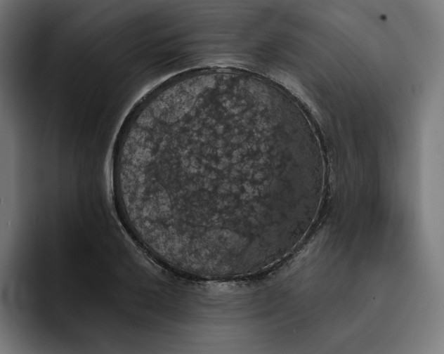 X0000093131032200710101055