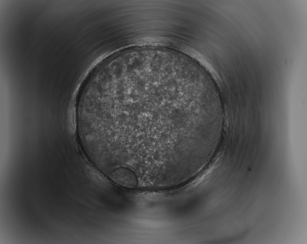 X0000093131075200710101054