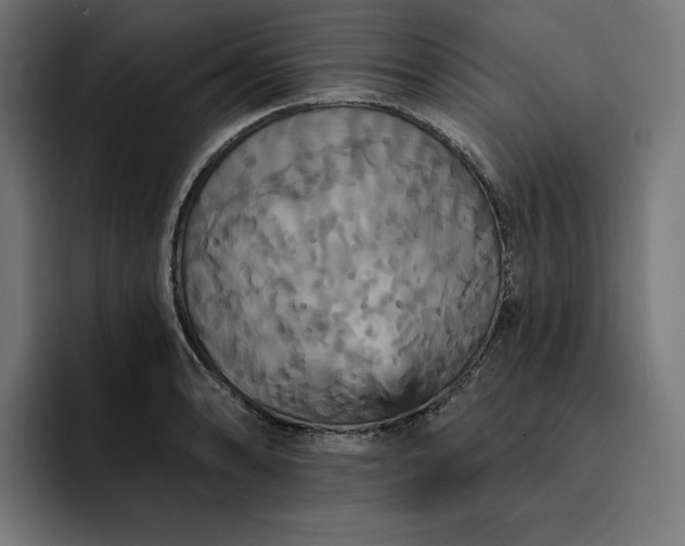 X0000093131086200710101054