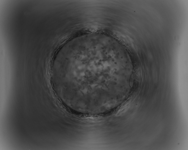 X0000093131105200710101054