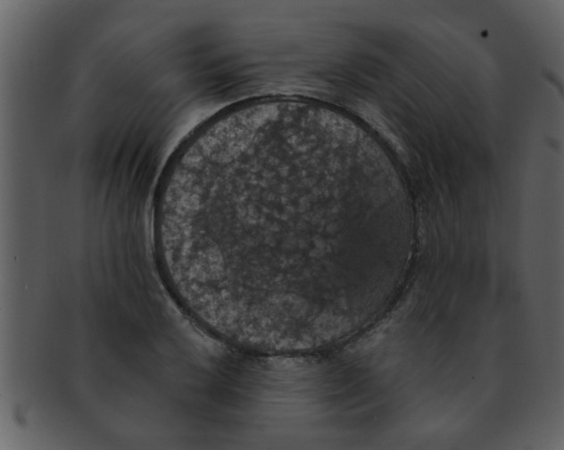 X0000093131032200710171303