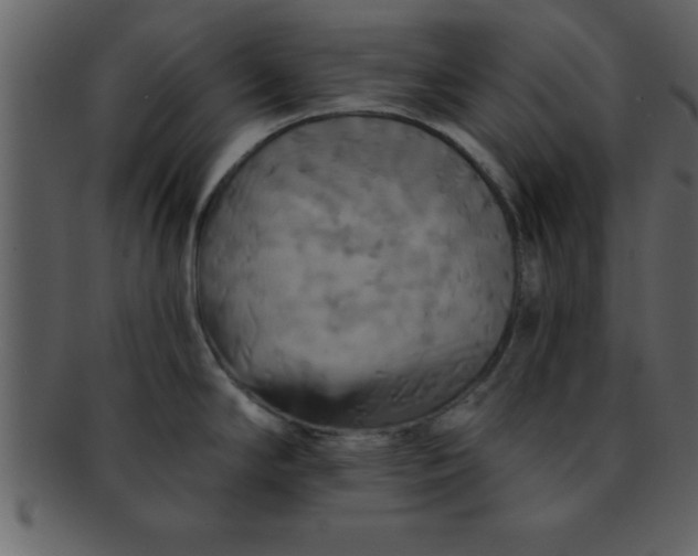 X0000093131294200710171259