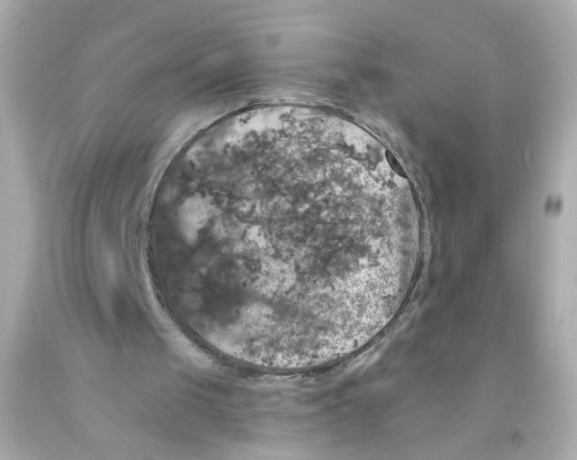 X0000093130049200710241330