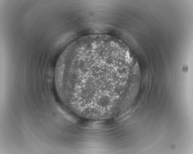 X0000093130078200710241331