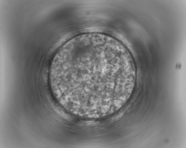 X0000093130153200710241329
