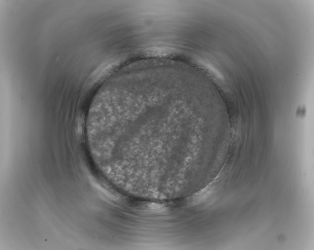 X0000093130166200710241329