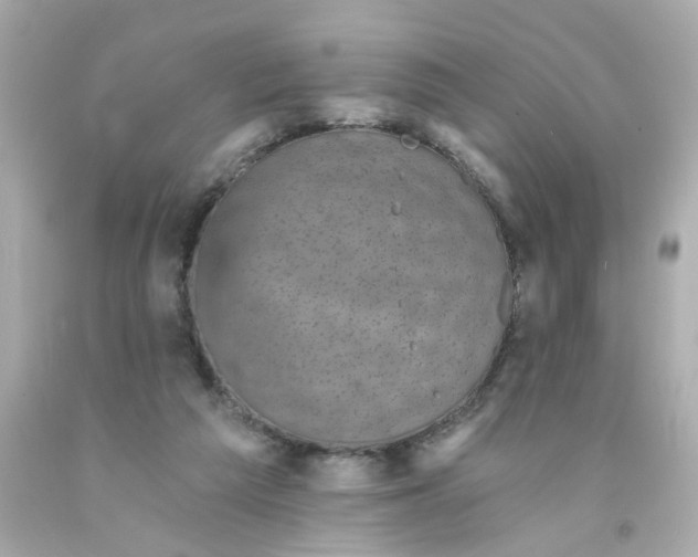 X0000093130209200710241329