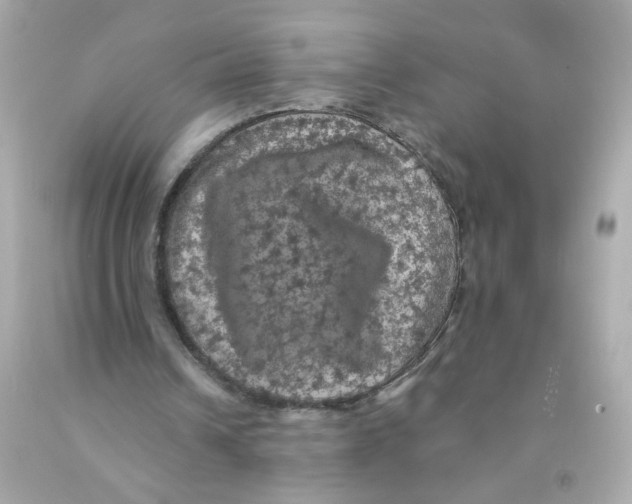 X0000093130242200710241328