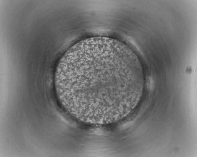 X0000093130259200710241328