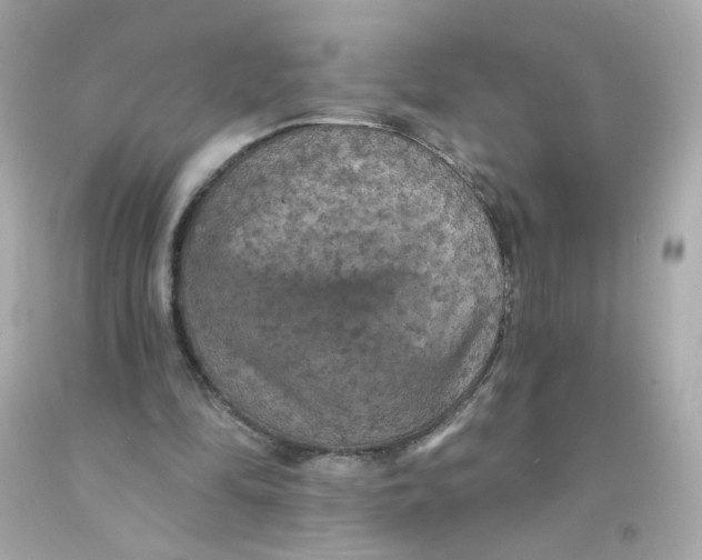 X0000093130294200710241328