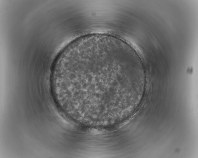 X0000093130346200710241327