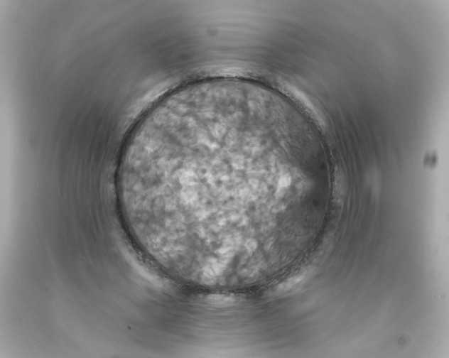 X0000093130394200710241326