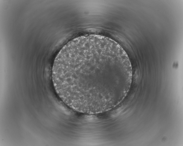X0000093130424200710241326