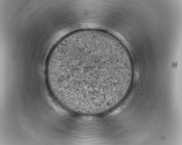 X0000093130439200710241325