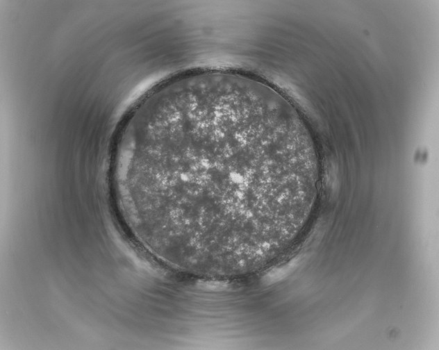X0000093130440200710241325