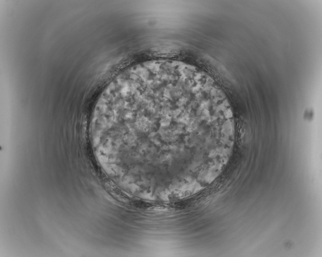 X0000093130745200710241322