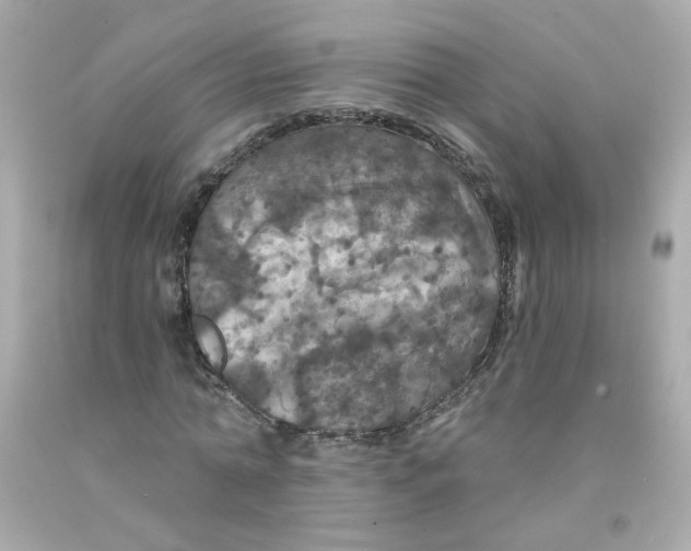 X0000093130774200710241322