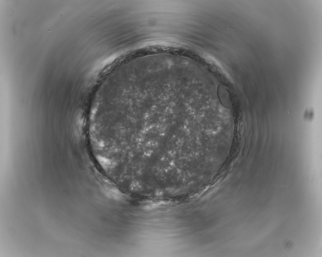 X0000093130822200710241321