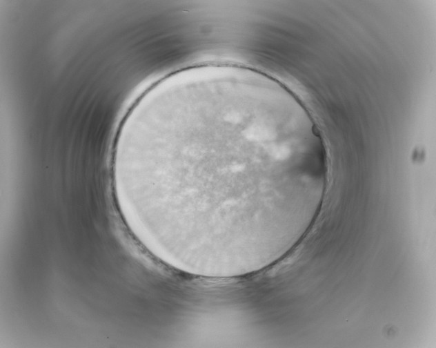 X0000093130864200710241321