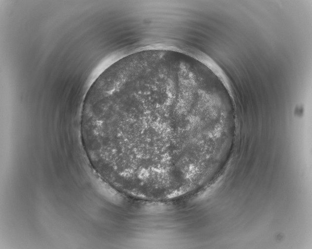 X0000093131002200710241319