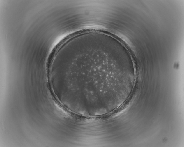 X0000093131022200710241318