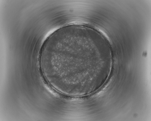X0000093131026200710241318