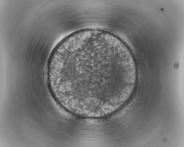 X0000093131032200710241318