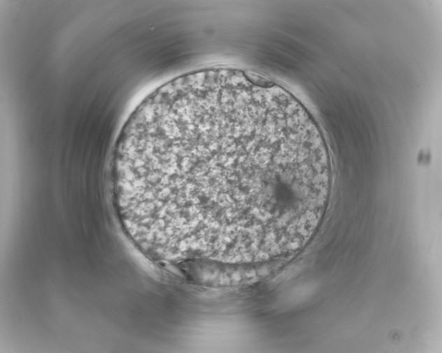 X0000093131056200710241319