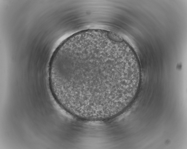 X0000093131133200710241317