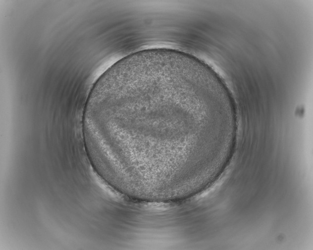 X0000093131137200710241317