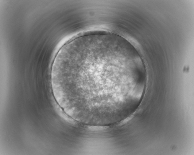 X0000093131200200710241316