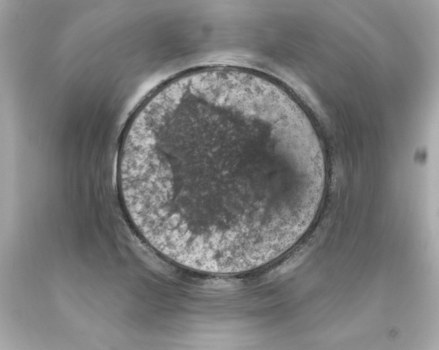 X0000093131224200710241316