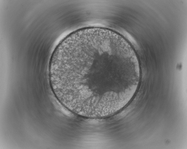 X0000093131240200710241316