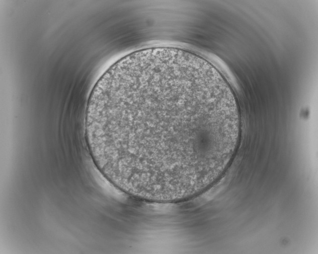X0000093131244200710241316