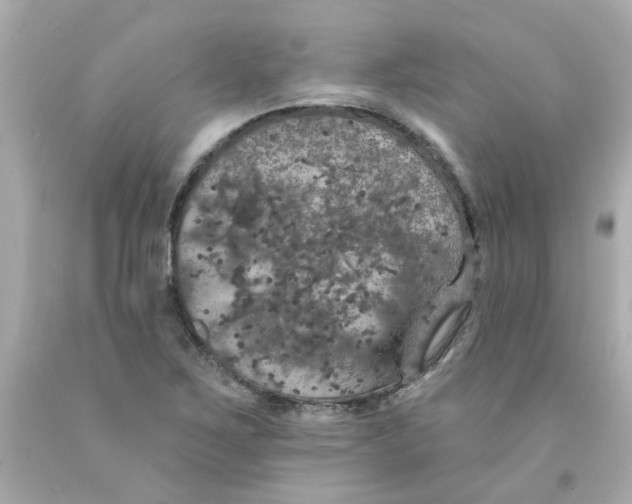 X0000093131267200710241316