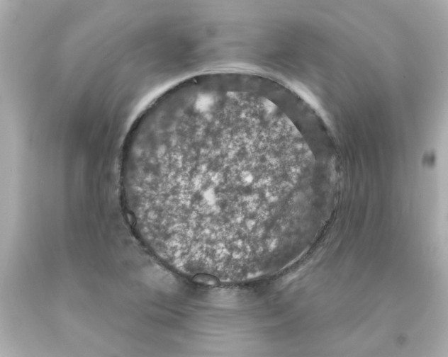 X0000093131364200710241314