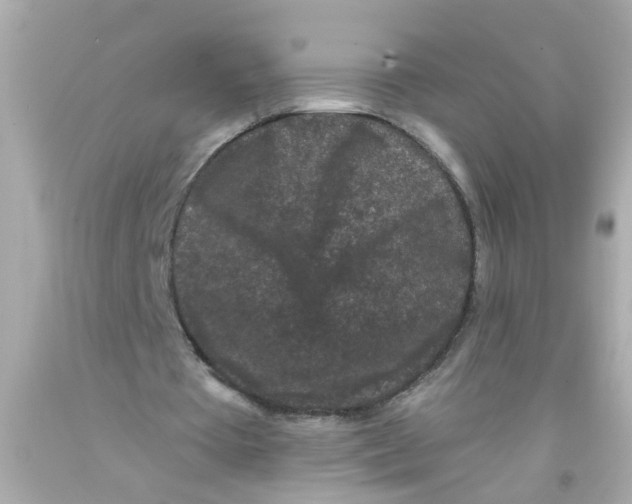 X0000093140385200710241347