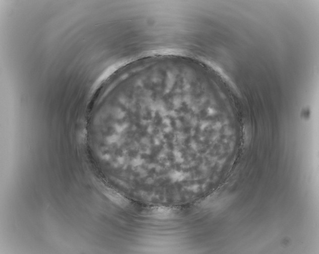 X0000093141266200710241335