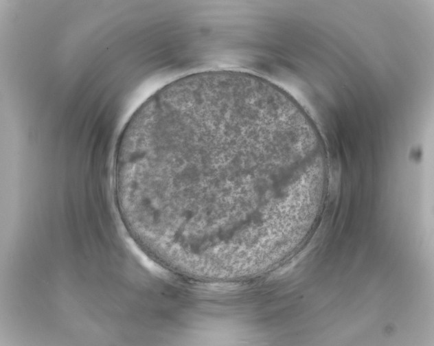 X0000093141294200710241335