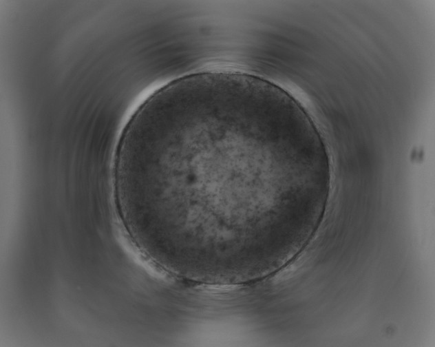 X0000093150864200709261444