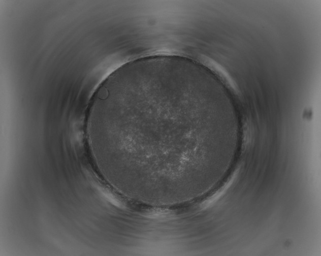 X0000093151170200709261439