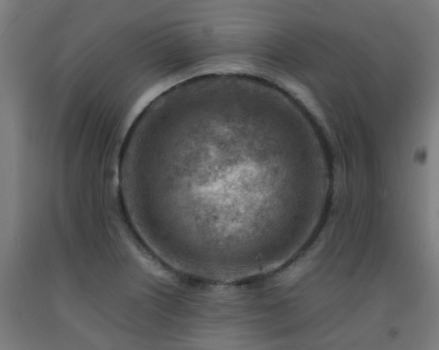 X0000093151226200709261438